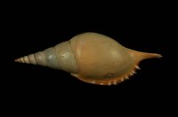 藏品(馬丁長鼻螺)的圖片